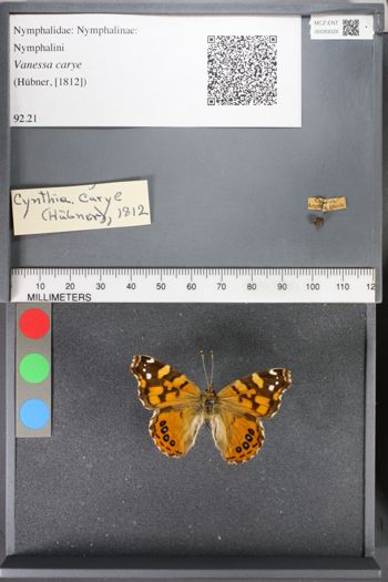 Media type: image;   Entomology 93028